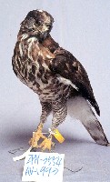 鳳頭蒼鷹藏品圖，第3張